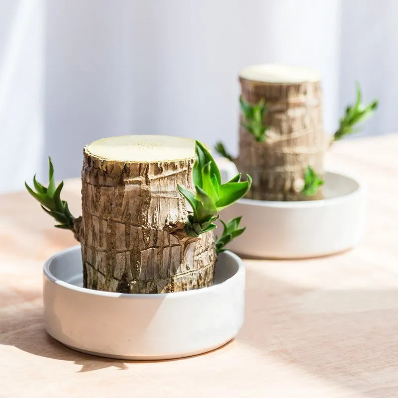 Lucky Brazil Wood Potted Plant (Toy/Tray Not Included)