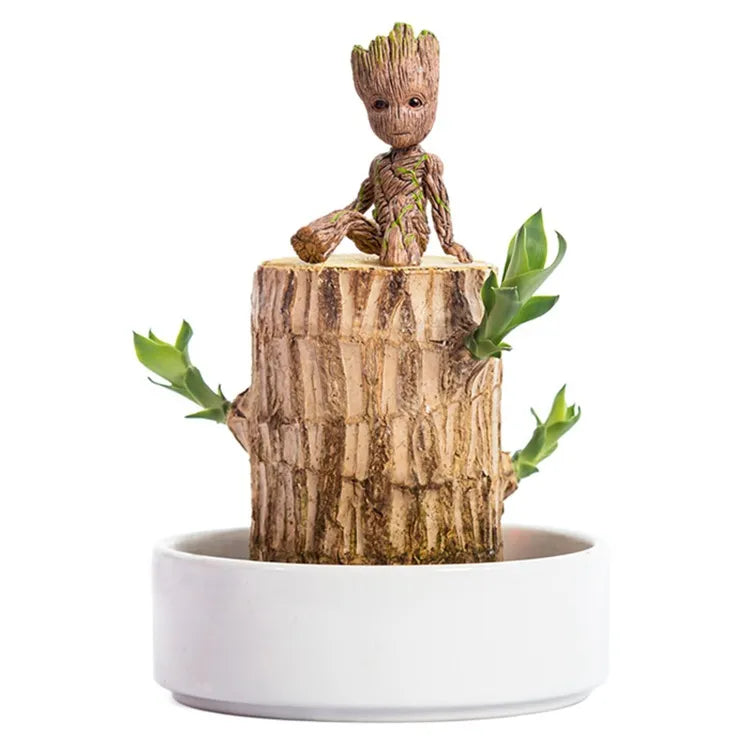 Lucky Brazil Wood Potted Plant (Toy/Tray Not Included)